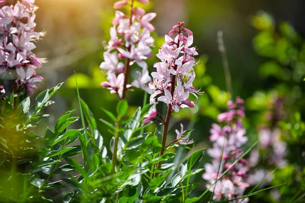 Flores Cor Rosa Plantas Silvestres Diptam Dictamnus Albus Burning Bush — Fotografia de Stock