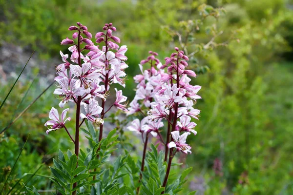 Pink Flowers Wild Plant Diptam Dictamnus Albus Burning Bush Fraxinella — Stock Photo, Image