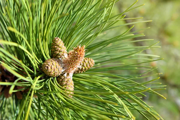 常绿树松树 Pinus Sylvestris 的新春嫩枝 再加上幼嫩的黄色针叶树 会结出蜡烛和花粉花 盛开的松树枝条特写 — 图库照片
