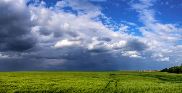 Zelená Pšenice Nebo Ječmen Pole Bouřkovou Oblohou — Stock fotografie