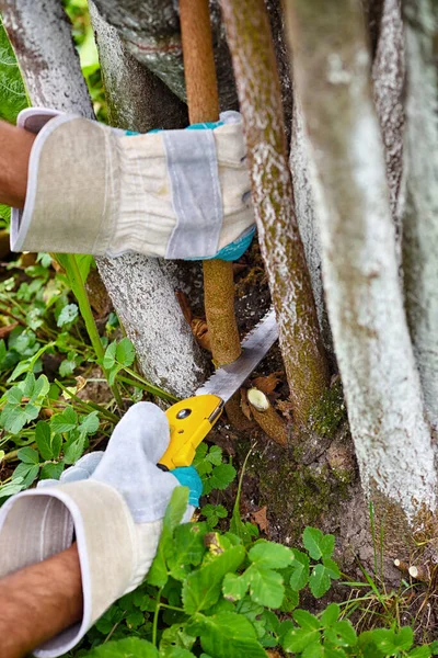 Hände Mit Handschuhen Des Gärtners Bei Wartungsarbeiten Baumschnitt — Stockfoto