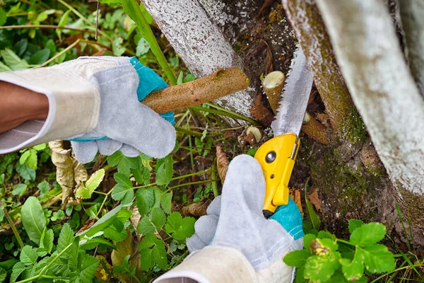 Hände Mit Handschuhen Des Gärtners Bei Wartungsarbeiten Baumschnitt — Stockfoto