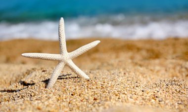 Güneşli bir günde, plajda, denizin arka planında beyaz bir deniz yıldızı.