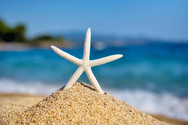 White Starfish Beach Background Sea Blue Sky Hot Sunny Day — Stock Photo, Image