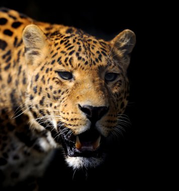 Koyu arka plan üzerinde leopar