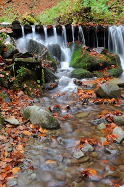 sonbahar orman şelale