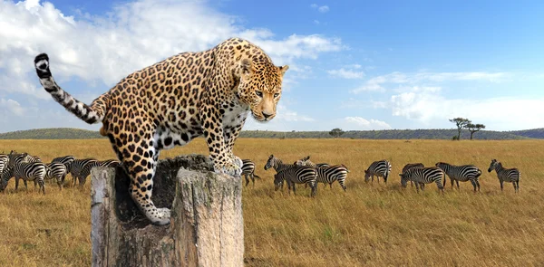 Leopardo sentado em uma árvore — Fotografia de Stock