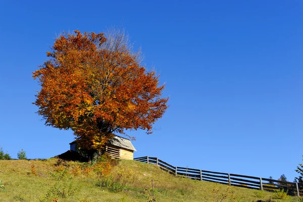 Hegyi-magányos őszi fa — Stock Fotó