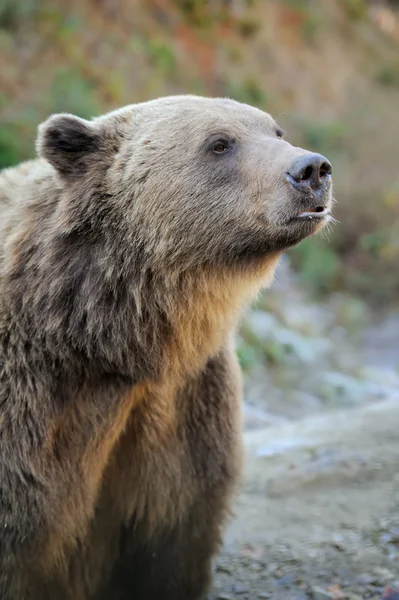 棕色的熊 （熊） 性质 — 图库照片