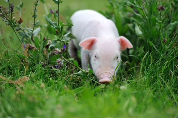 Jeune cochon sur une herbe verte — Photo