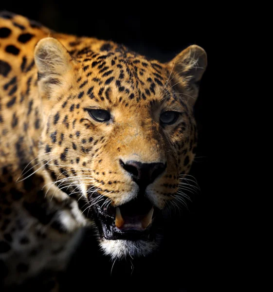 Leopardo su sfondo scuro — Foto Stock