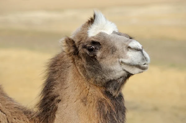Camelo em um fundo de natureza — Fotografia de Stock