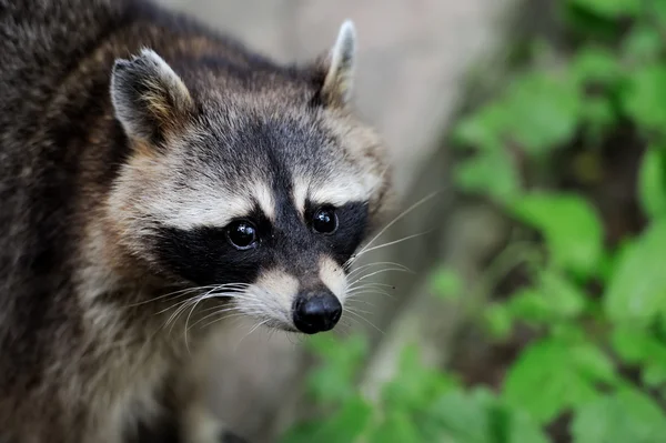 Mapache en el bosque — Foto de Stock