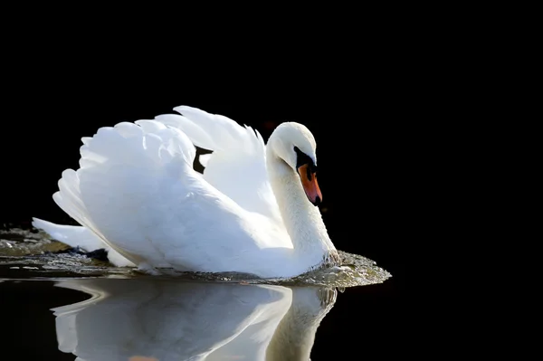 Svan i sjön — Stockfoto