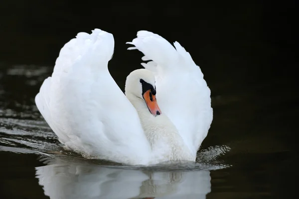 湖の白鳥 — ストック写真