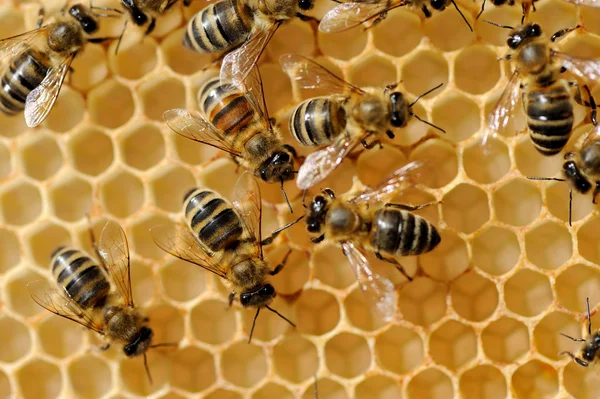 Abejas de trabajo en células de miel —  Fotos de Stock