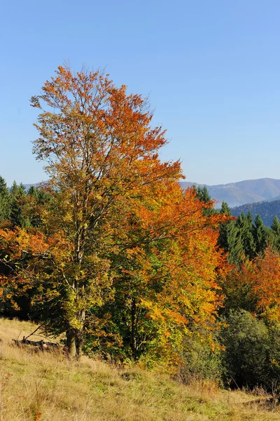 ツリーのある秋の風景 — ストック写真