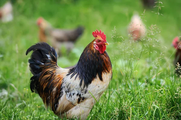 Rooster in farm — Stock Photo, Image