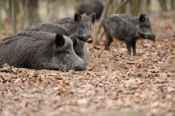 Sonbahar ormanında yaban domuzu — Stok fotoğraf