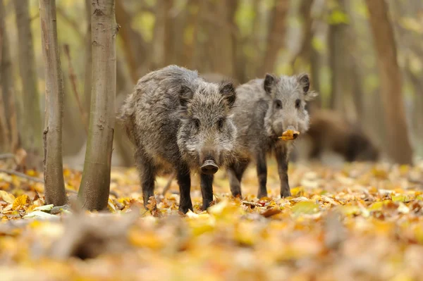 Wilde zwijnen in herfst bos — Stockfoto