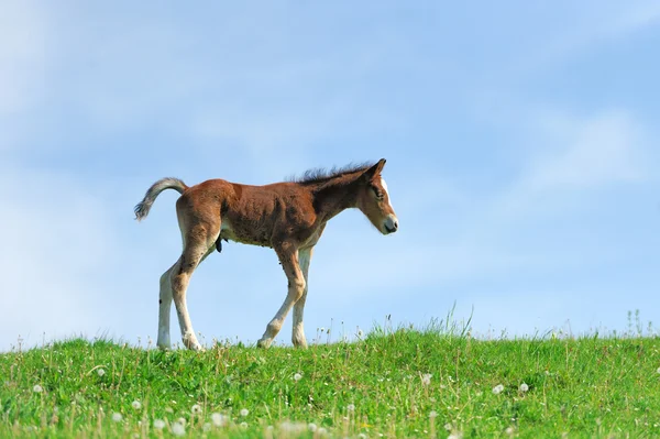 Little cute colt walk — Stock Photo, Image