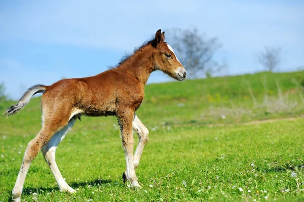 Malé roztomilé hříbě chůze — Stock fotografie