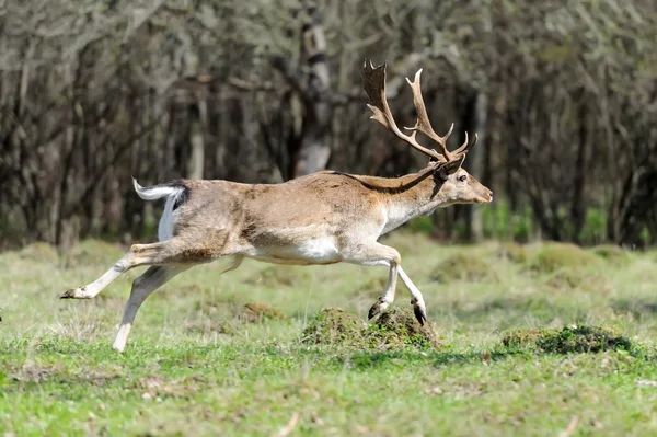 Herten in bos — Stockfoto