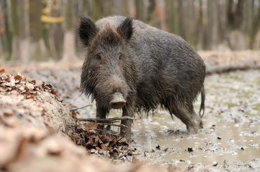 sonbahar ormanında yaban domuzu