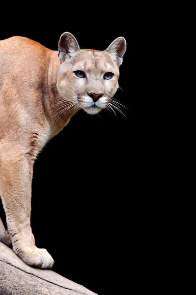 Puma koyu arka plan üzerinde — Stok fotoğraf
