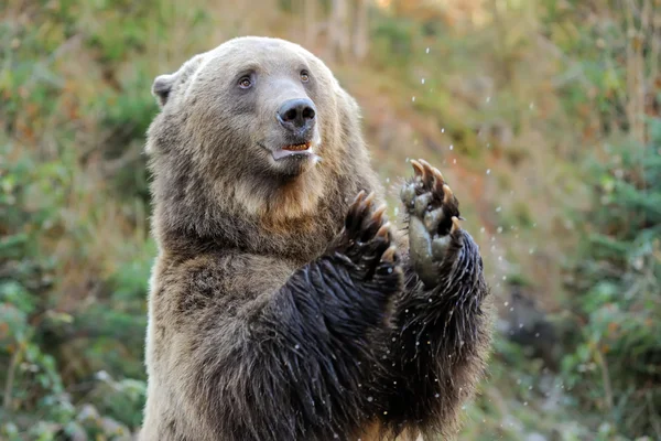 Oso pardo (Ursus arctos) en la naturaleza —  Fotos de Stock