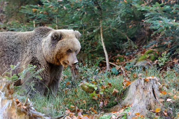 自然の中のヒグマ (Ursus arctos) — ストック写真