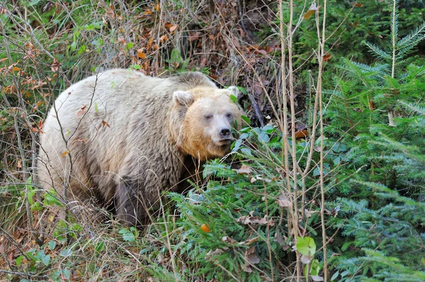 Brown bear (Ursus arctos) in nature — Stock Photo, Image