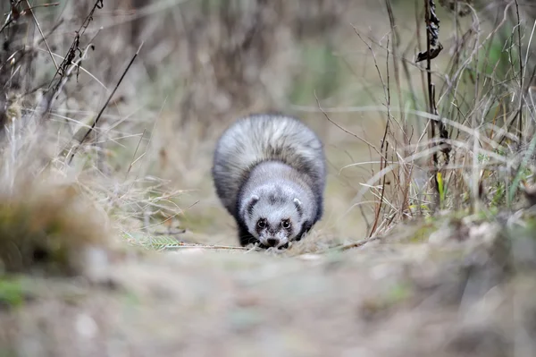 Wild polecat in forest — Stock Photo, Image