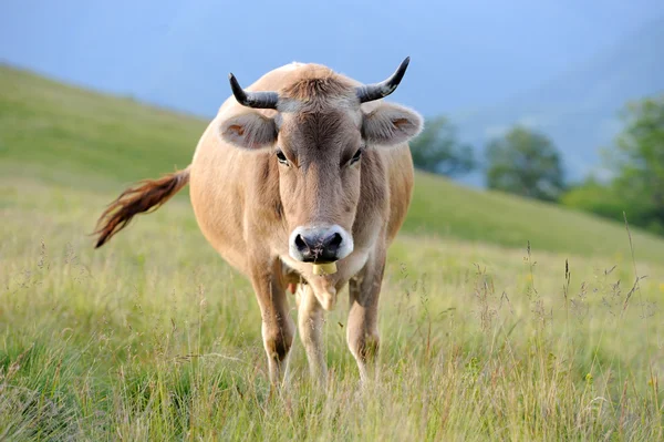 Krávy na louce v létě — Stock fotografie