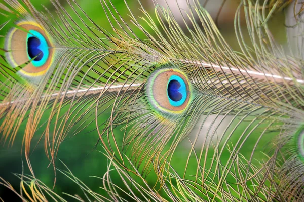 Peacock feather texture — Stock Photo, Image