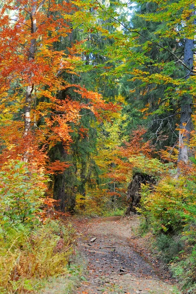 Autumn alley in forest — Stock Photo, Image
