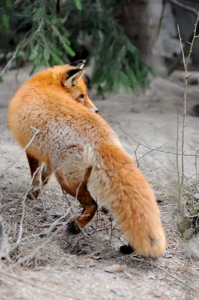Wild red fox portret — Stockfoto