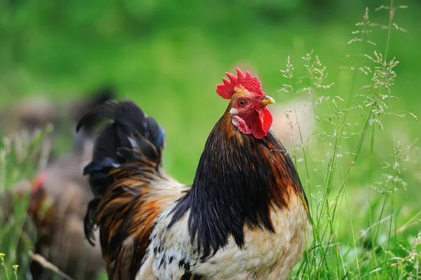 Kohout na farmě — Stock fotografie