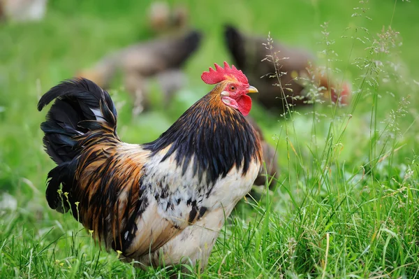 Kohout na farmě — Stock fotografie