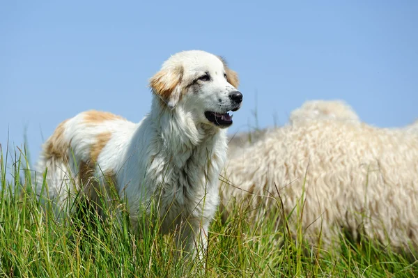 Sheepdog vaktar en fårskock — Stockfoto