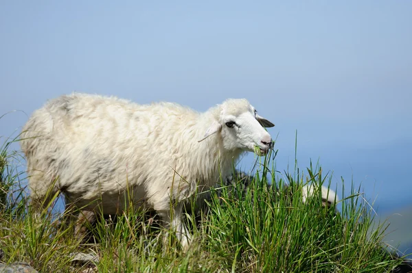 Πρόβατα σε λιβάδι — Φωτογραφία Αρχείου