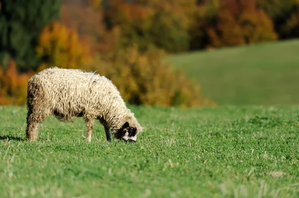 Ovejas en un prado —  Fotos de Stock