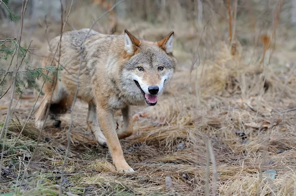 Divoký vlk v lese — Stock fotografie