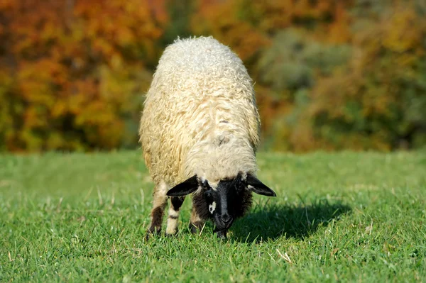 Sheep on a meadow — Stock Photo, Image