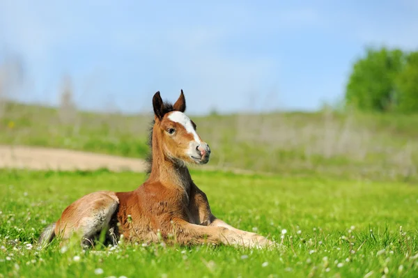 Little cute colt walk — Stock Photo, Image