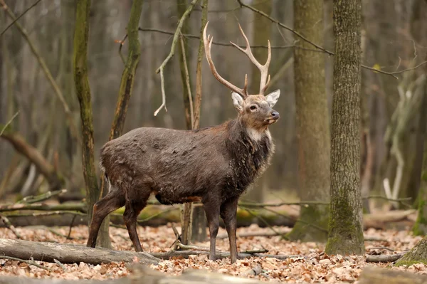 Cerfs dans la forêt — Photo