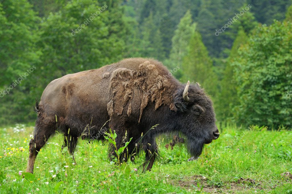VolodymyrBur