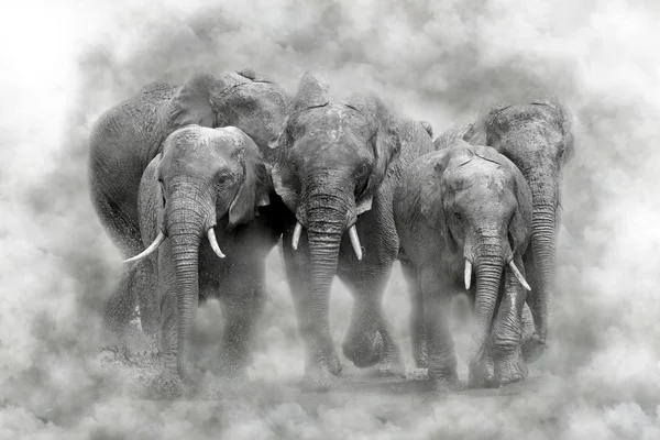 연기에 코끼리 — 스톡 사진