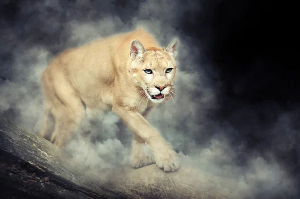 Puma en humo — Foto de Stock