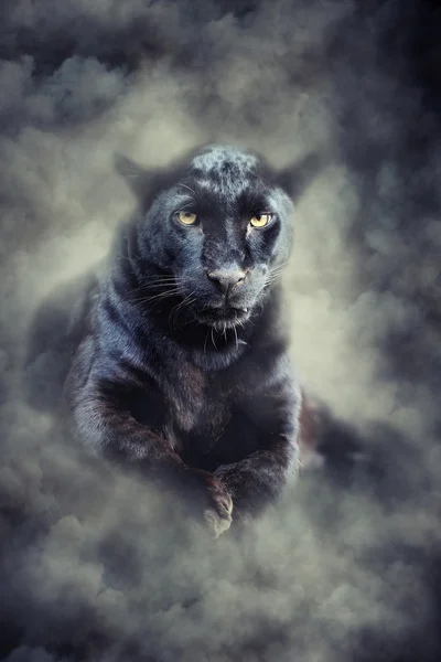 Black leopard in smoke — Stock Photo, Image